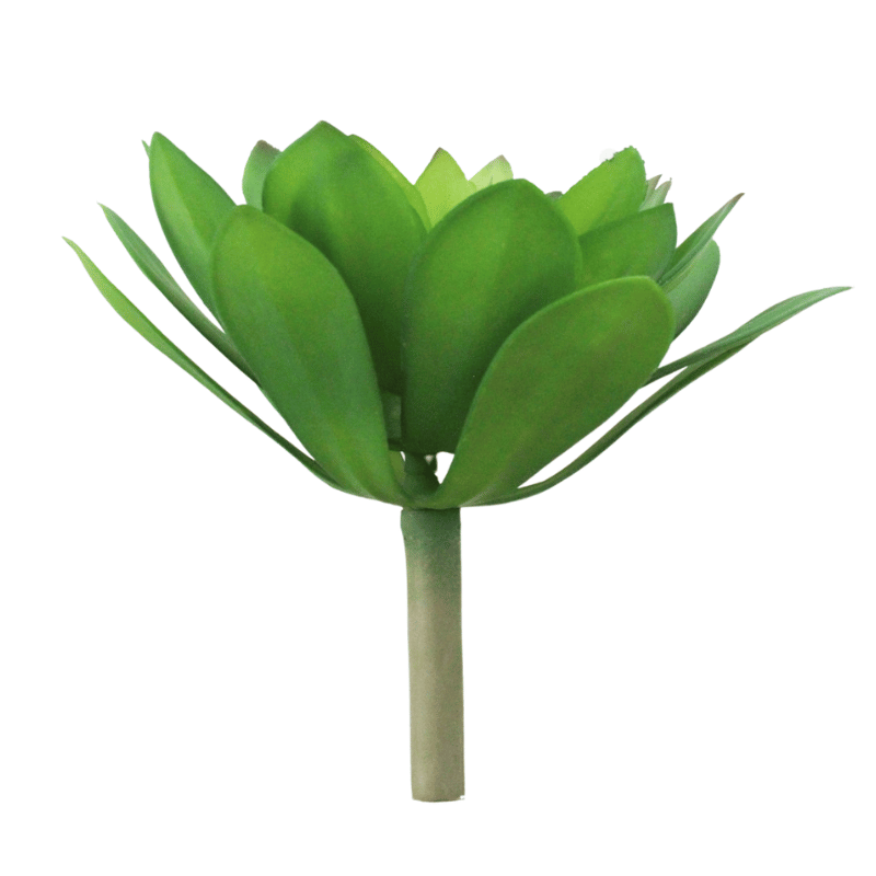 Echeveria Succulent Plant