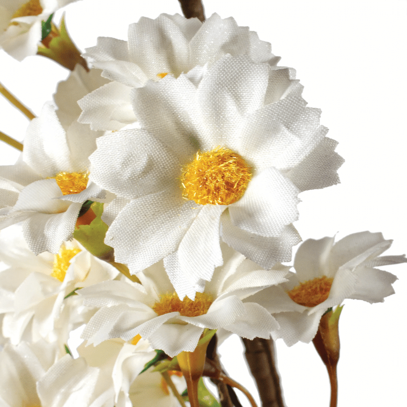 White Daisy Bundle