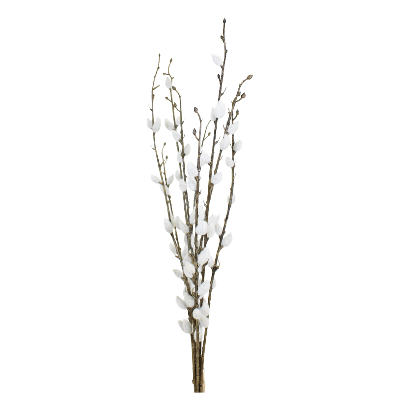 Pussy Willow Bundle