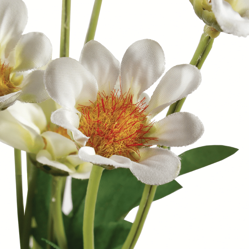 White Daisy Bundle