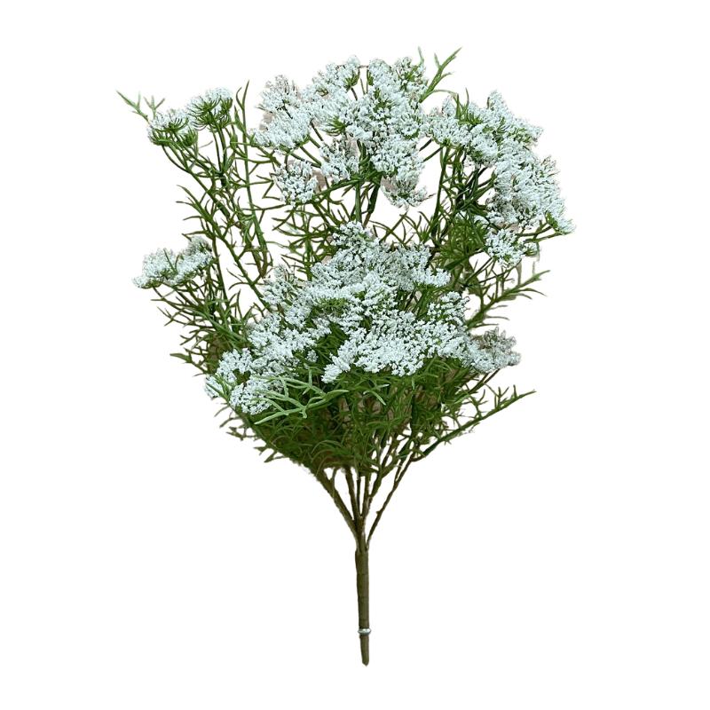 White Queen's Lace Bush