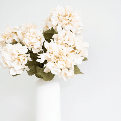 Cream Hydrangea Bush