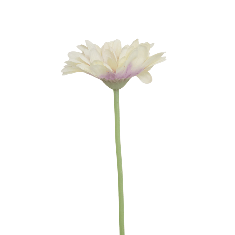 White Gerbera Daisy Stem