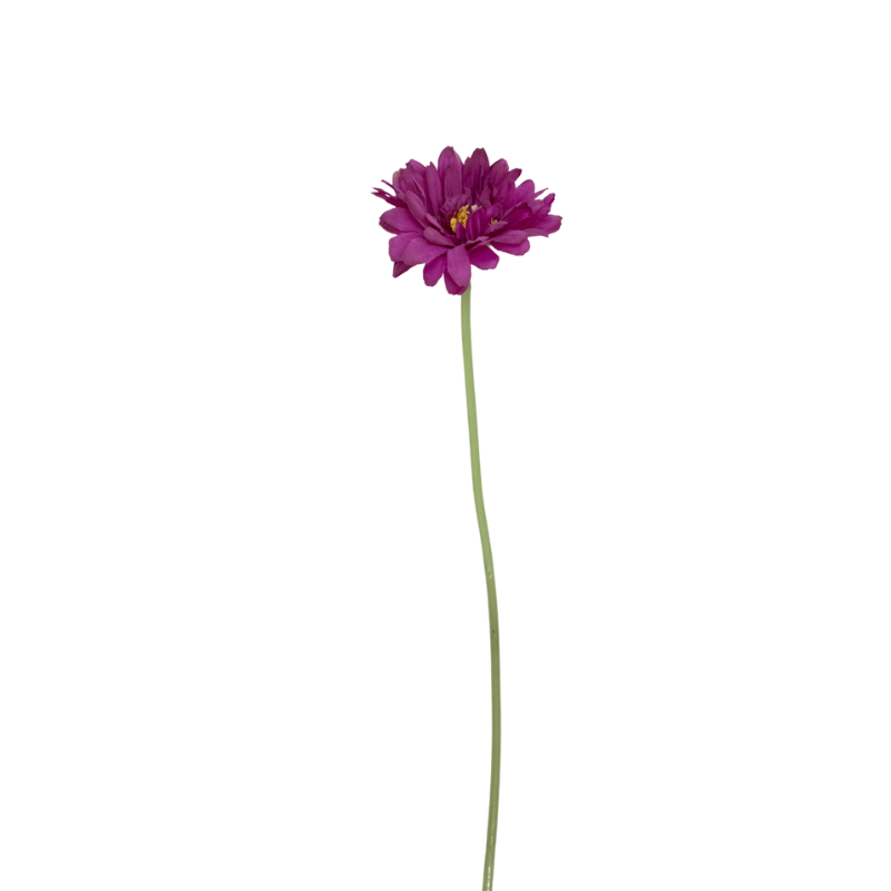 Purple Gerbera Daisy Stem