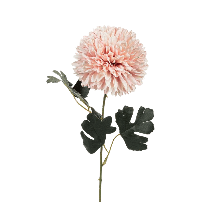 Pink Chrysanthemum Stem