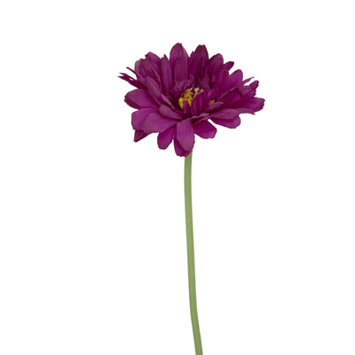 Purple Gerbera Daisy Stem