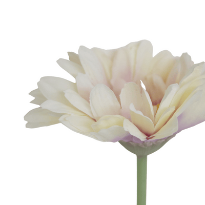 White Gerbera Daisy Stem