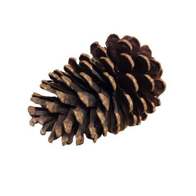 Pinecone on Wire