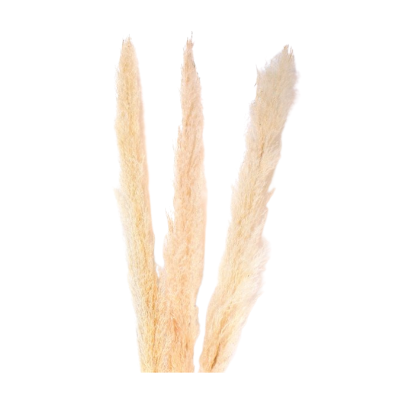 45" Cream Pampas Grass