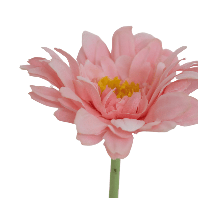 Pink Gerbera Daisy Stem