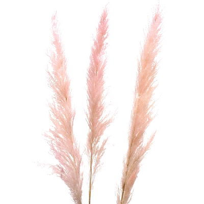 45" Pink Pampas Grass