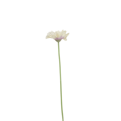 White Gerbera Daisy Stem