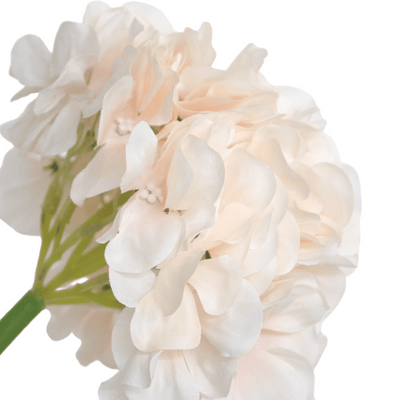 Pink Hydrangea Stem
