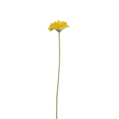Yellow Gerbera Daisy Stem