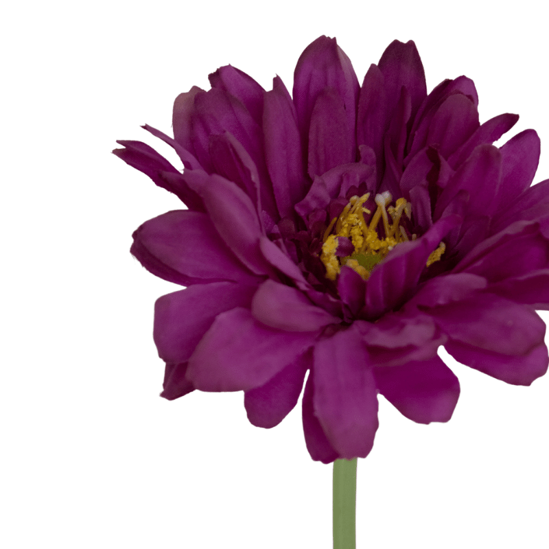 Purple Gerbera Daisy Stem